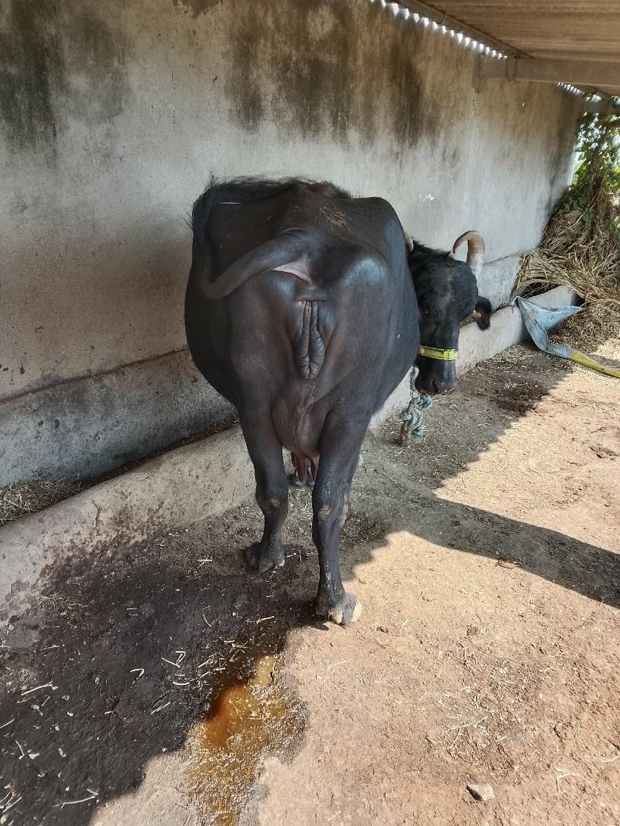 થંબનેલ 3