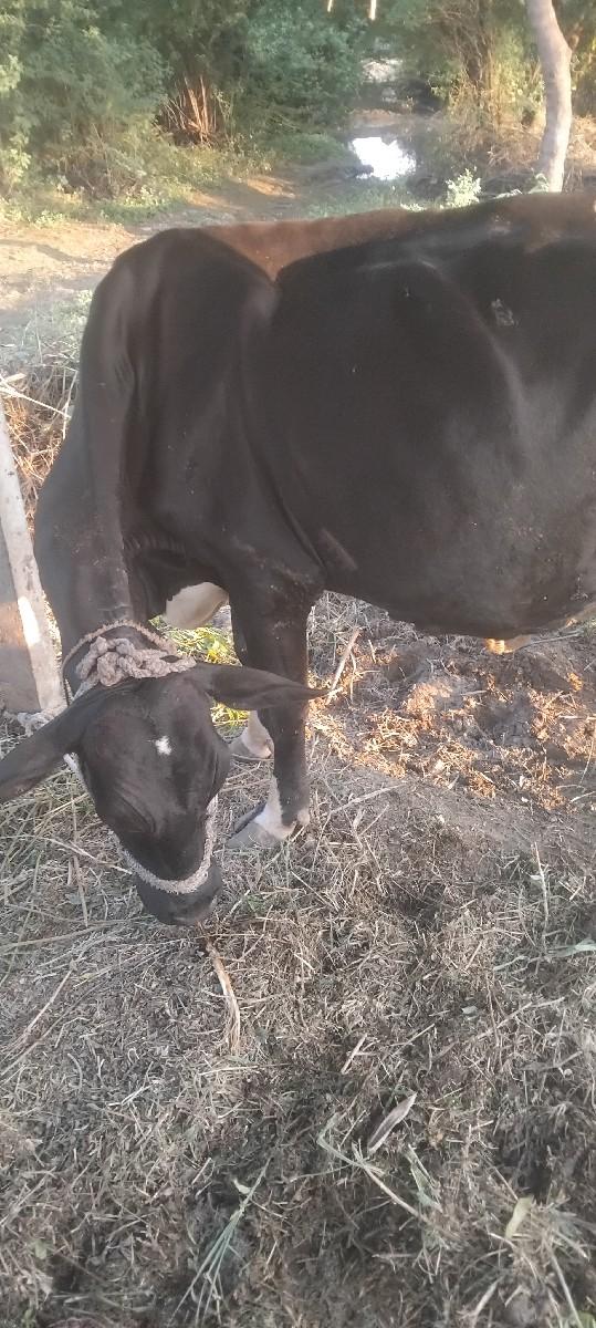 ગાય વેસવા નિ છે