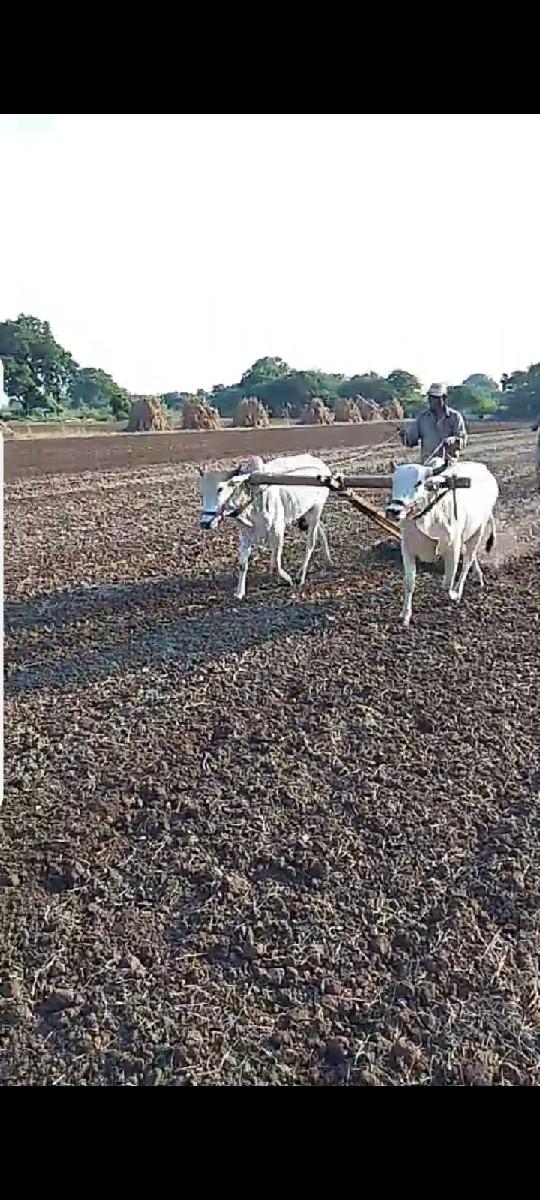 થંબનેલ 3