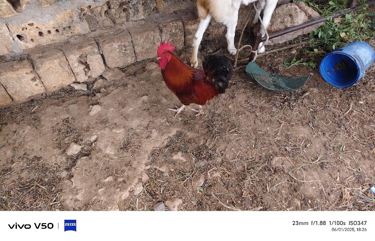 થંબનેલ 3