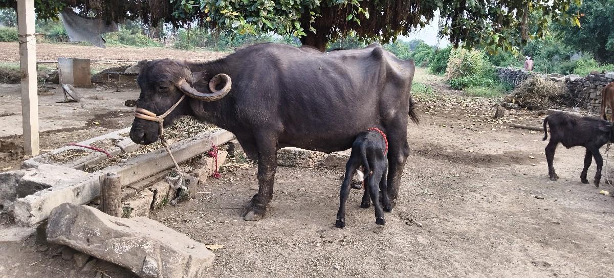 થંબનેલ 2