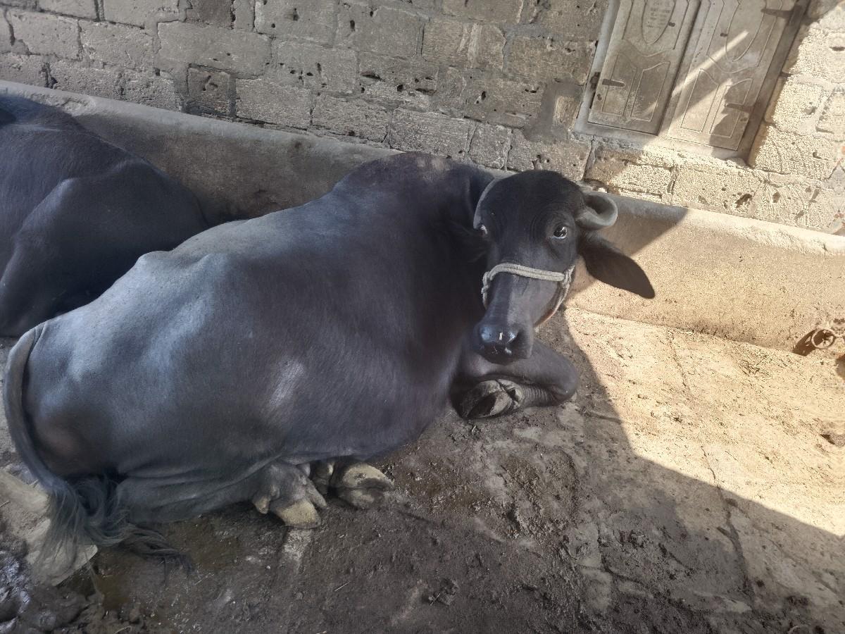 થંબનેલ 3