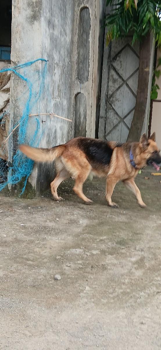 German Shepherd female bechaini