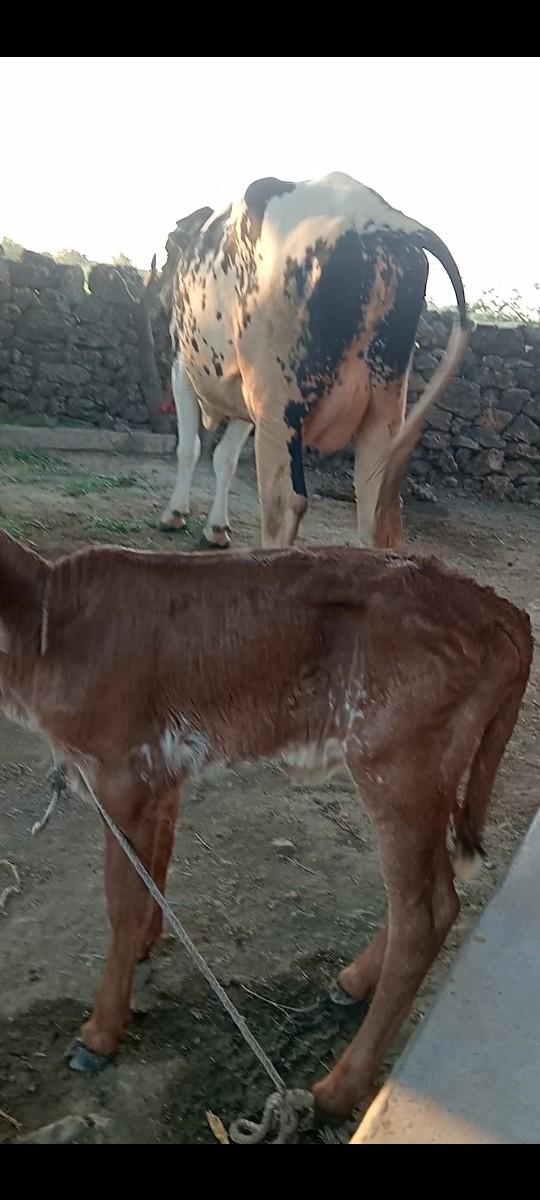 થંબનેલ 2