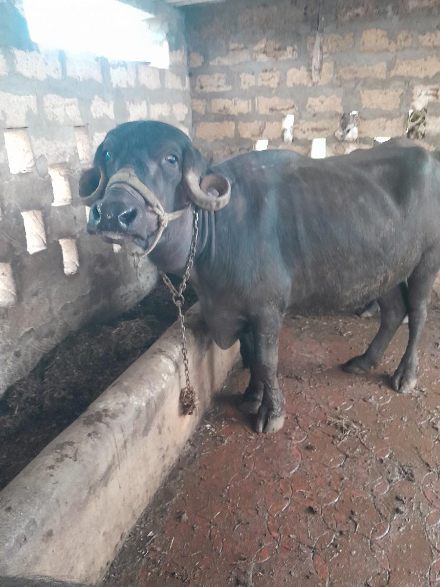 khadeli vesavani che