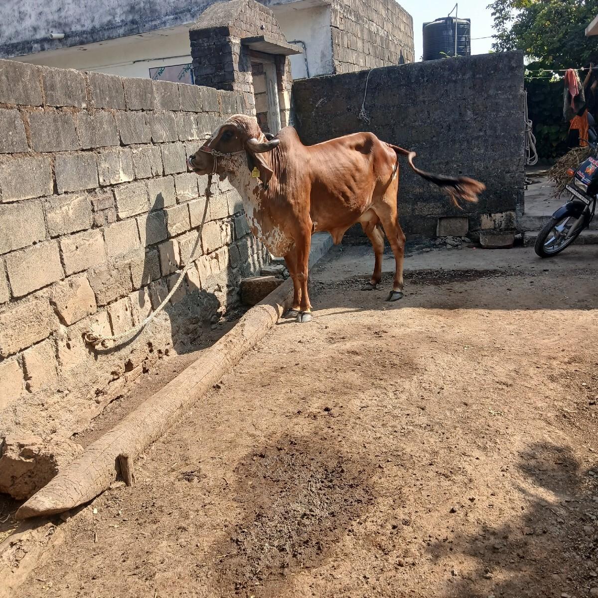 થંબનેલ 2