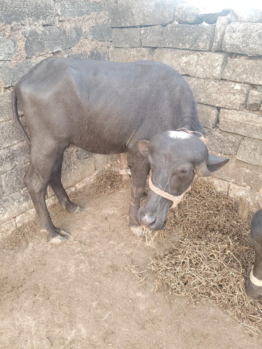 થંબનેલ 3