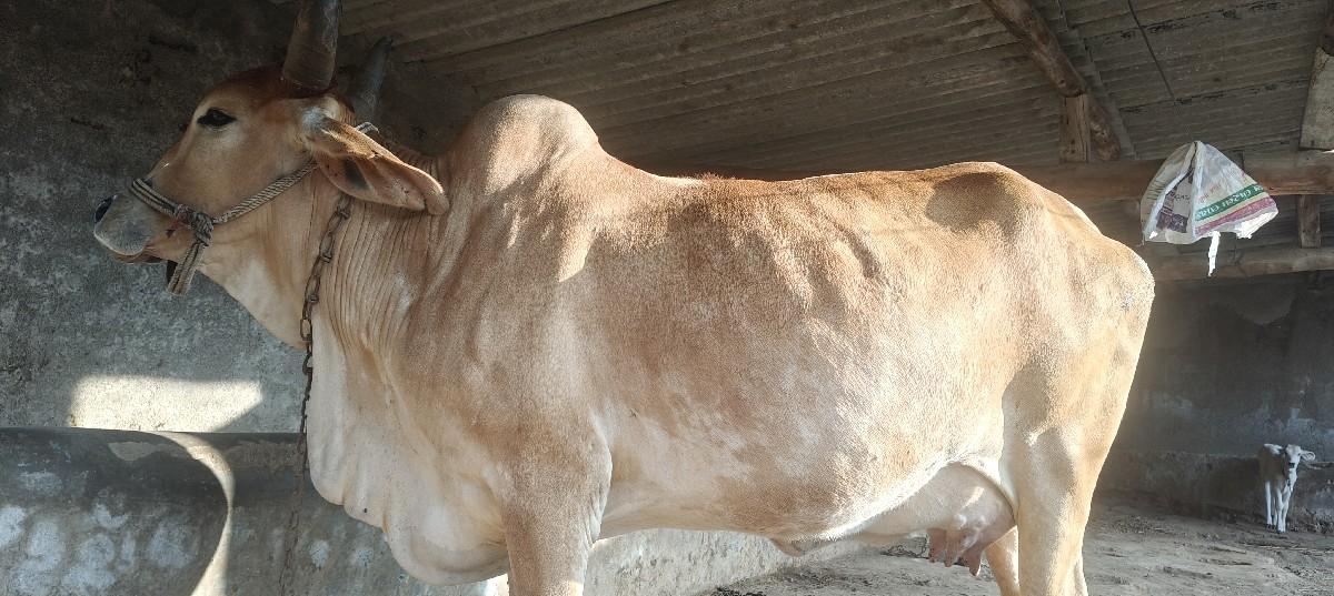 થંબનેલ 3