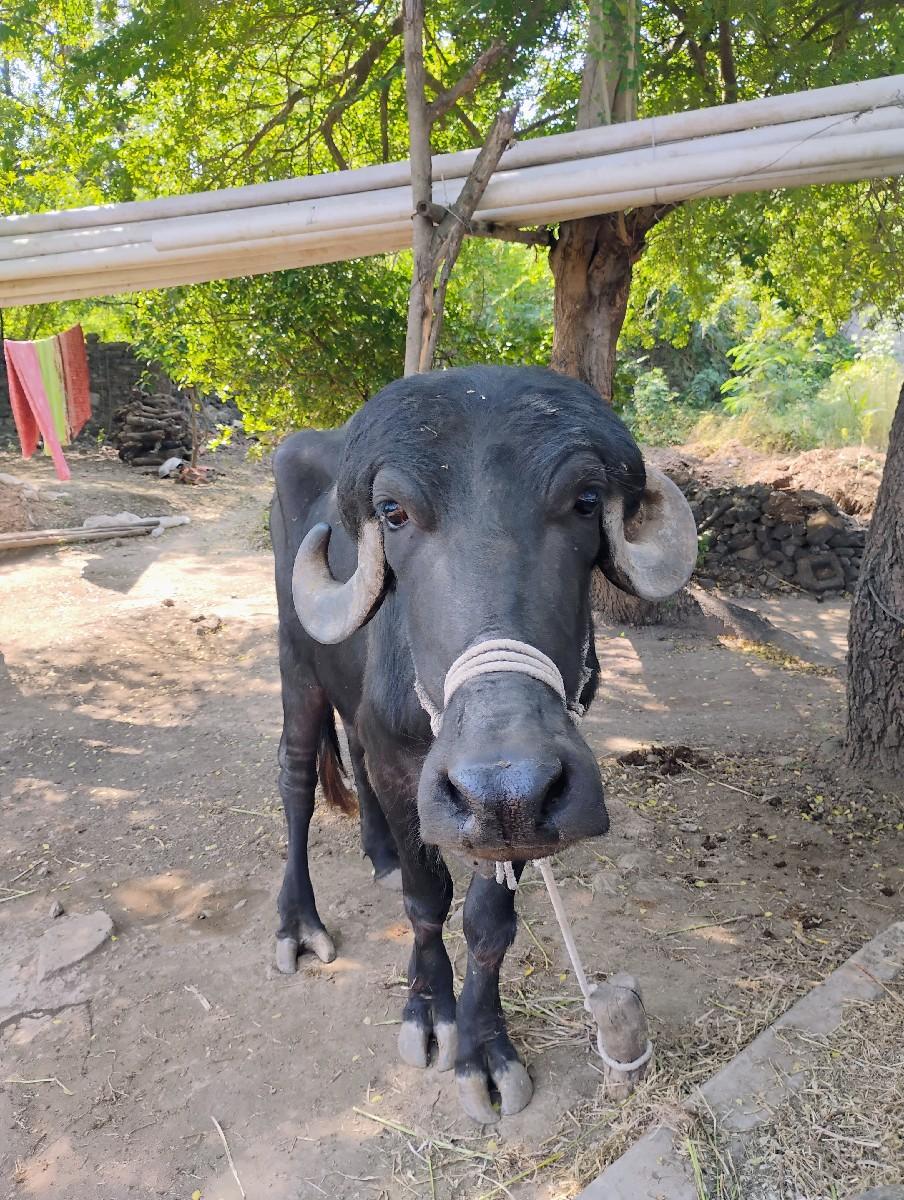 થંબનેલ 2