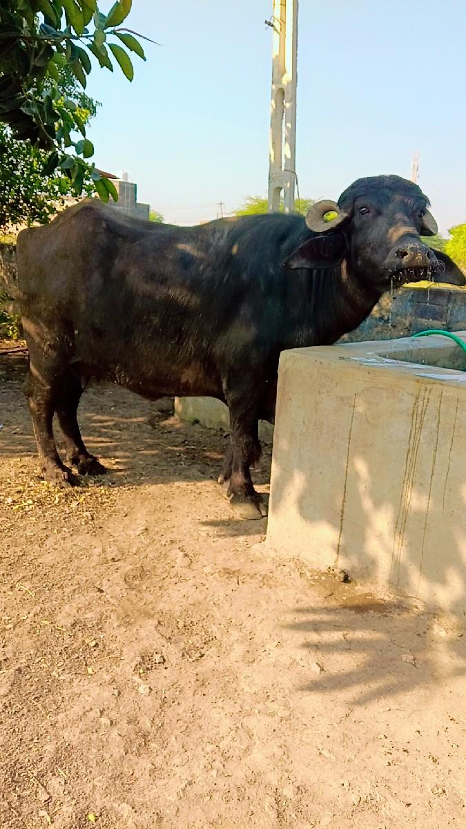 થંબનેલ 2