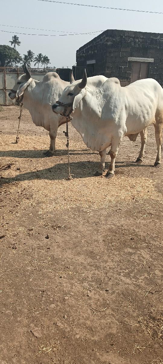 થંબનેલ 2