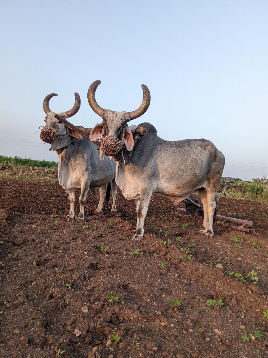 બળદ વેચવા ના સે