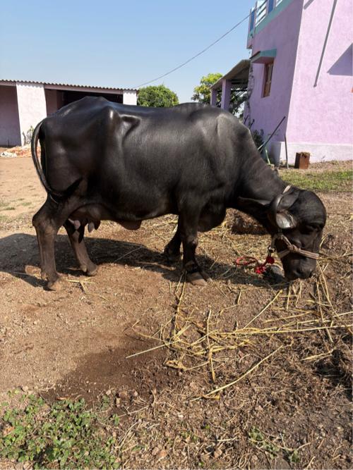 ભેસ વેચવાની છે