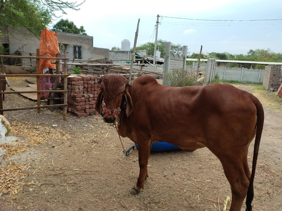 થંબનેલ 2