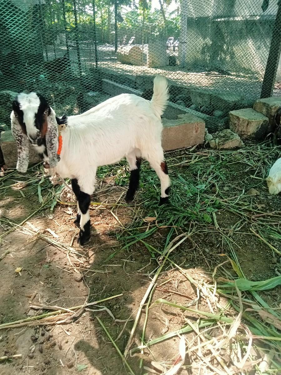 થંબનેલ 3