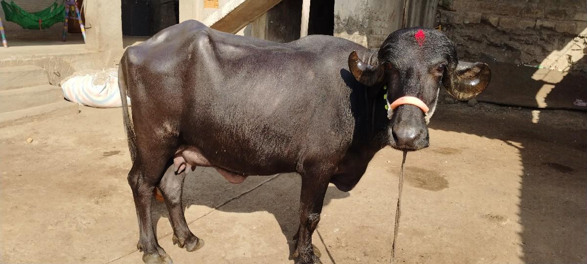 થંબનેલ 3