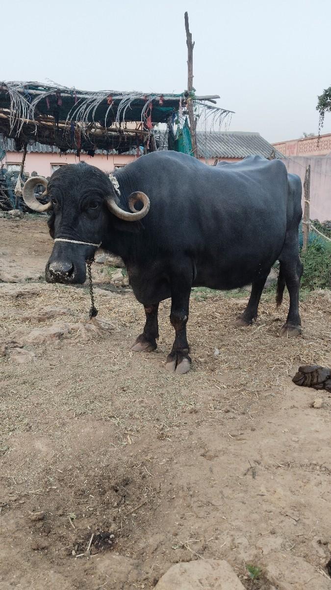 થંબનેલ 3