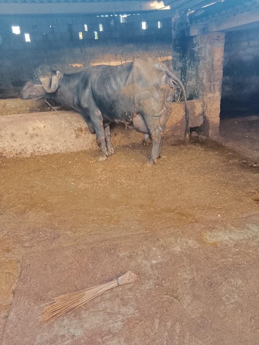 થંબનેલ 2