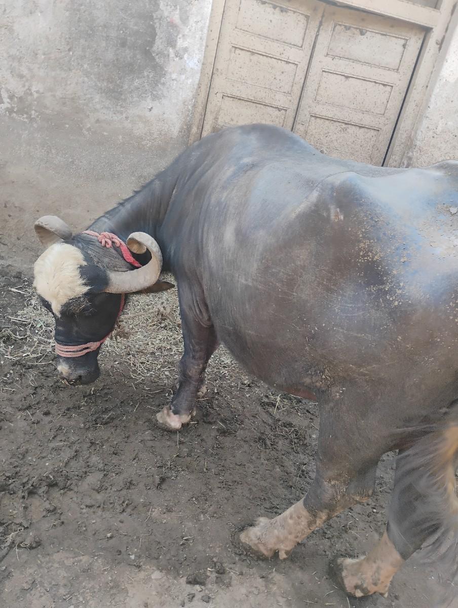 થંબનેલ 2