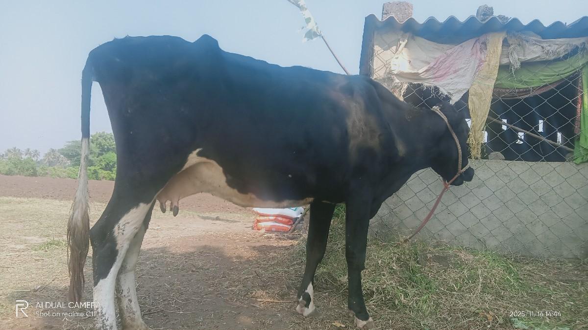 થંબનેલ 2