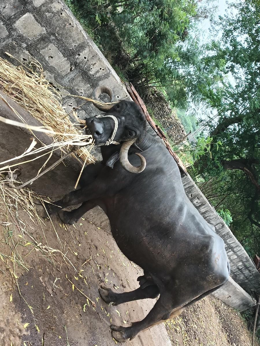 થંબનેલ 3