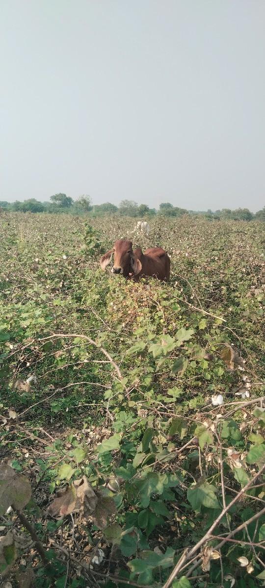 થંબનેલ 2