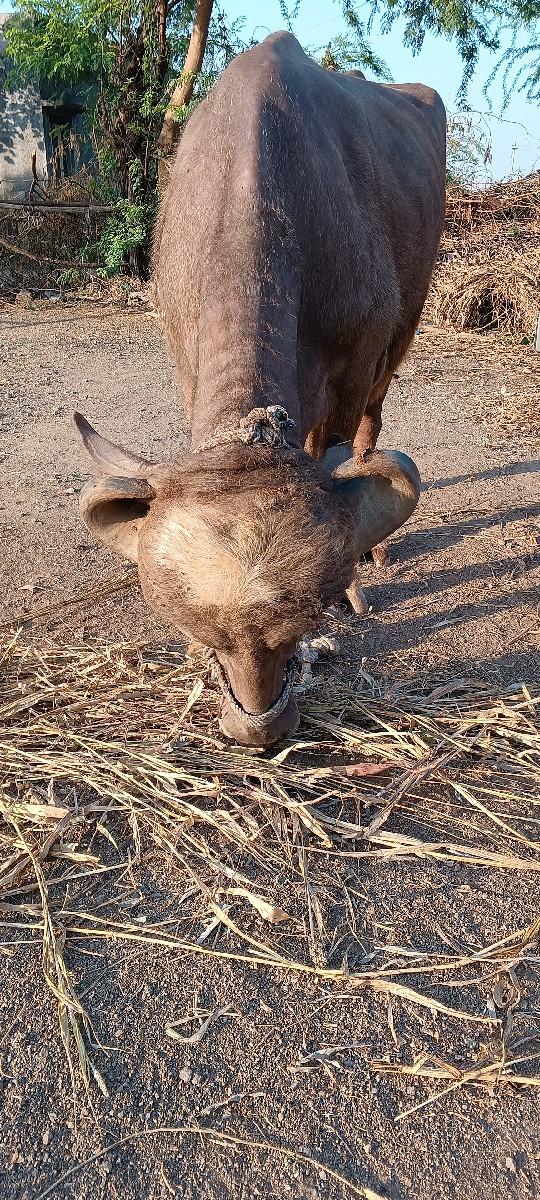 થંબનેલ 2