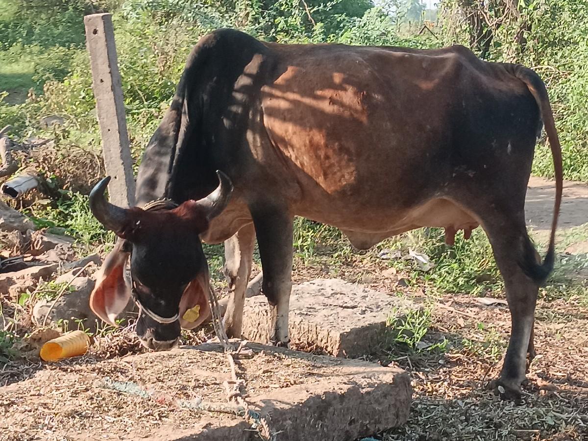 થંબનેલ 3