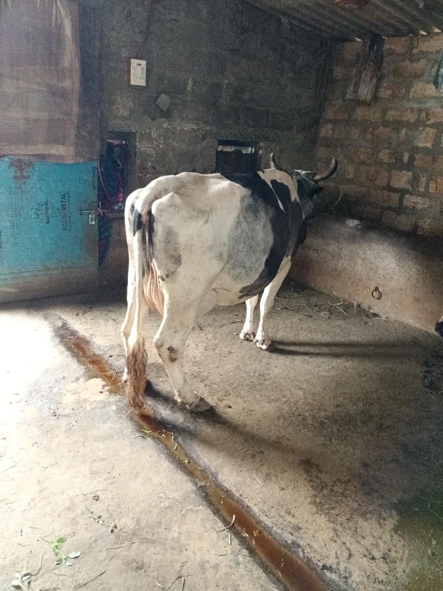 ગાય વેચવાની