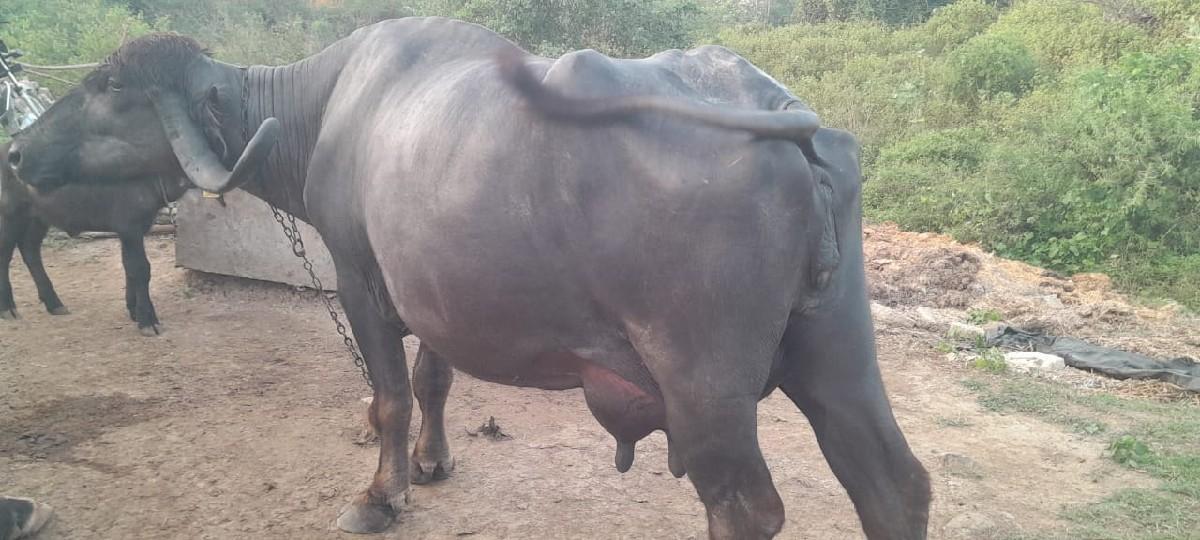 થંબનેલ 2