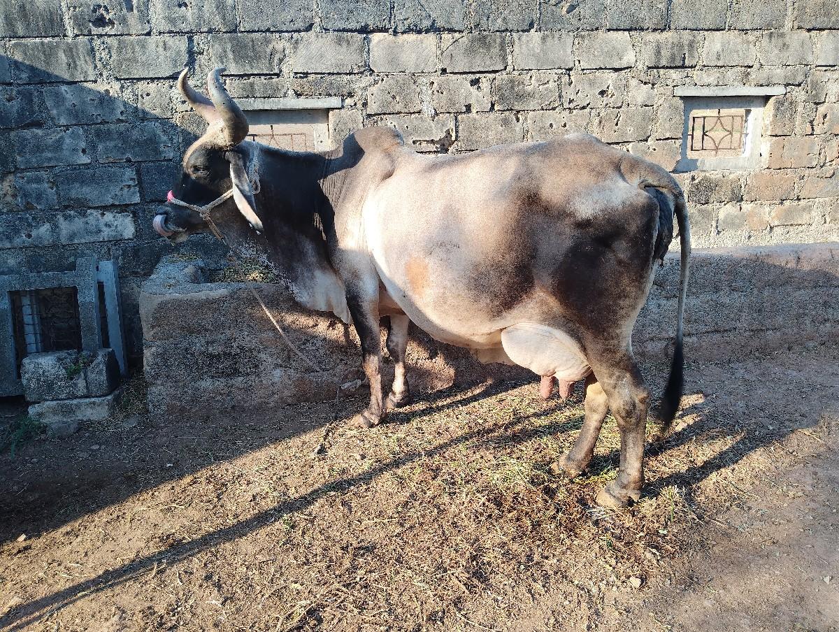 થંબનેલ 3