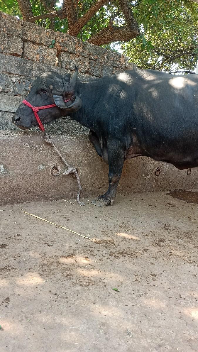 ભેંસ વેચવાની છે