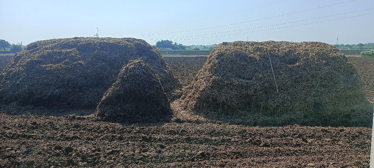 જી. 20 ચારો, માંડવીયુ