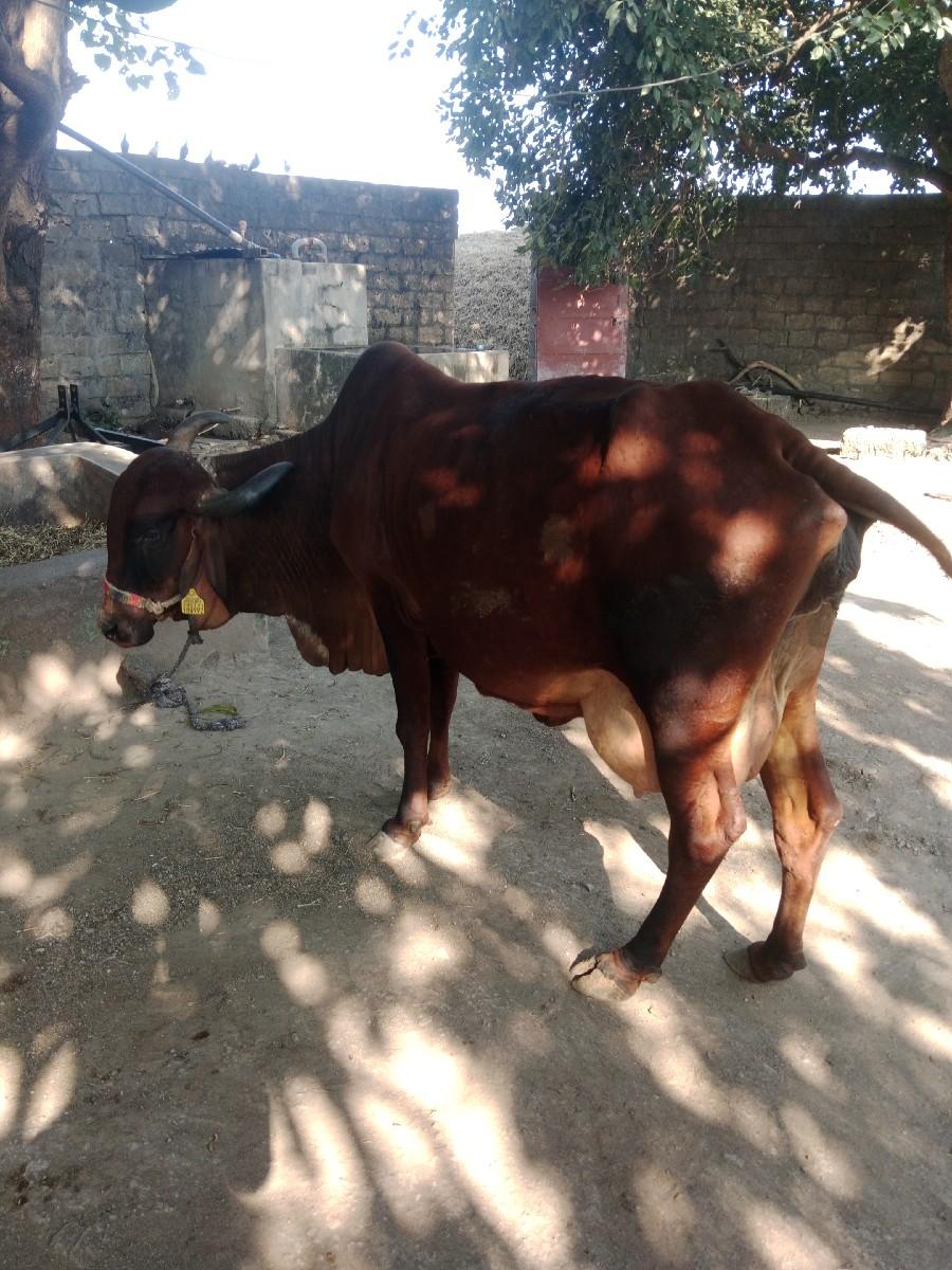 થંબનેલ 2