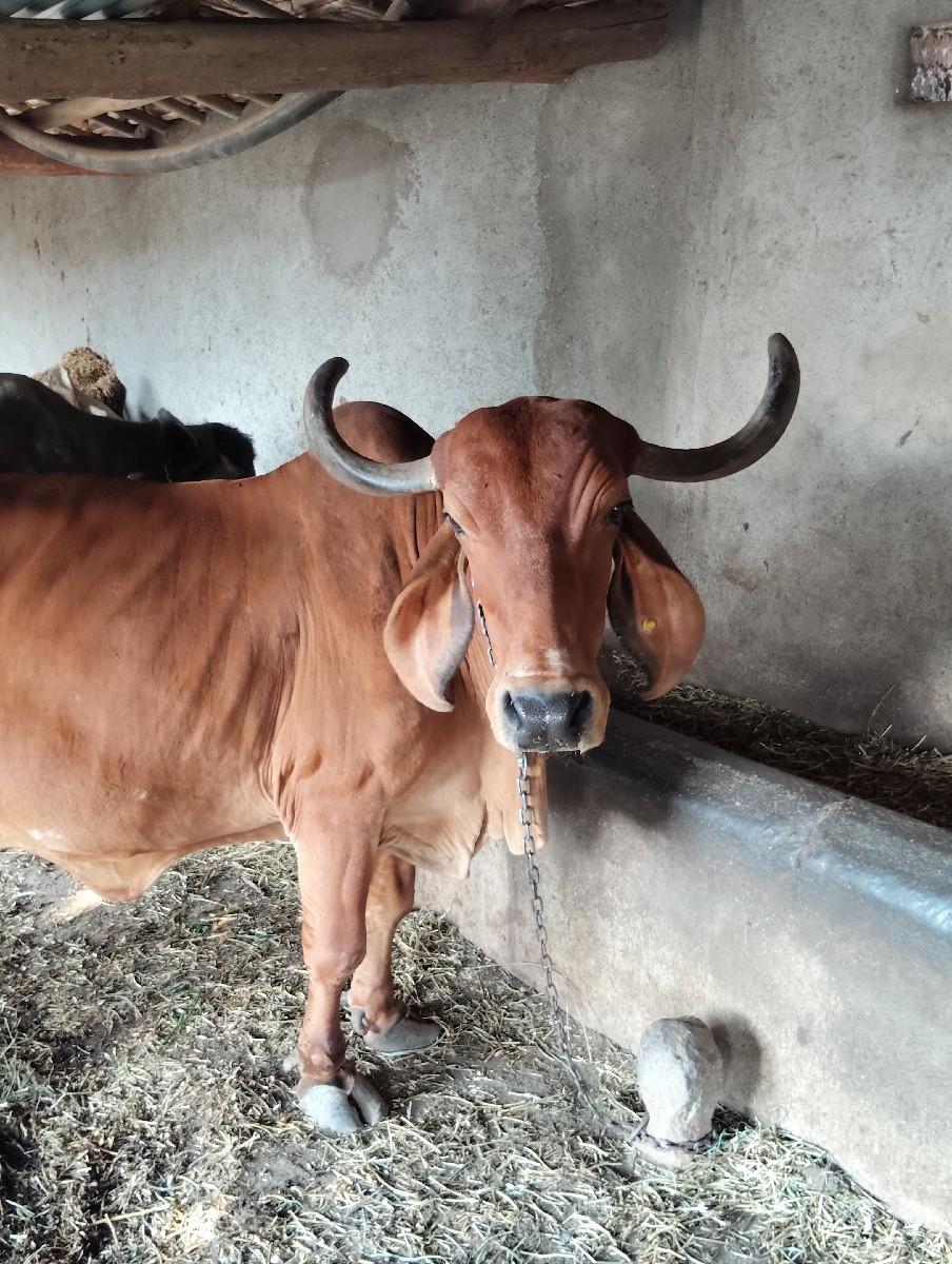 થંબનેલ 2