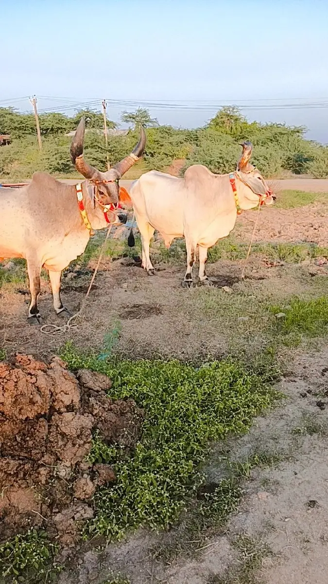 થંબનેલ 3