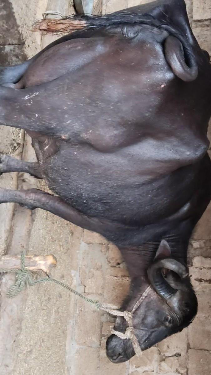 થંબનેલ 3