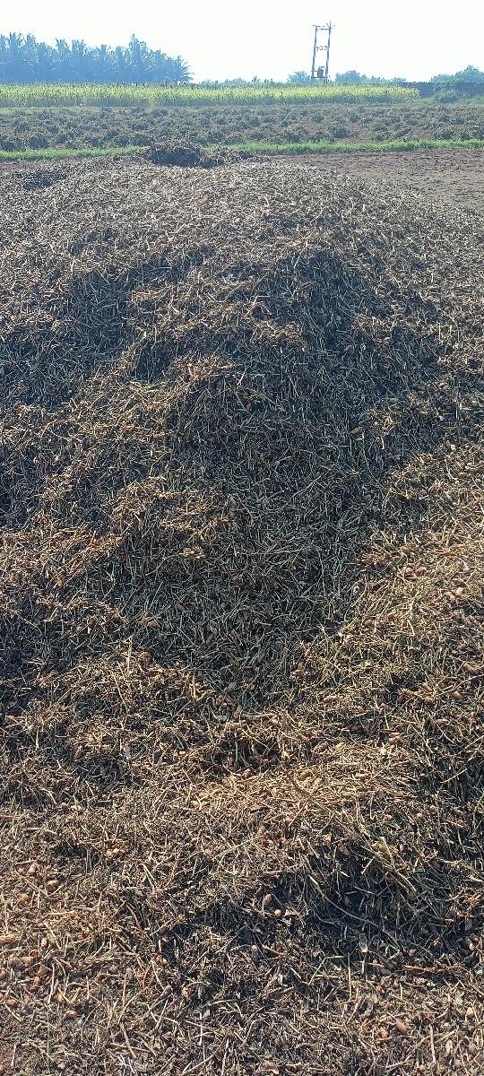 માંડવી નો સારો વેચવાનો છે