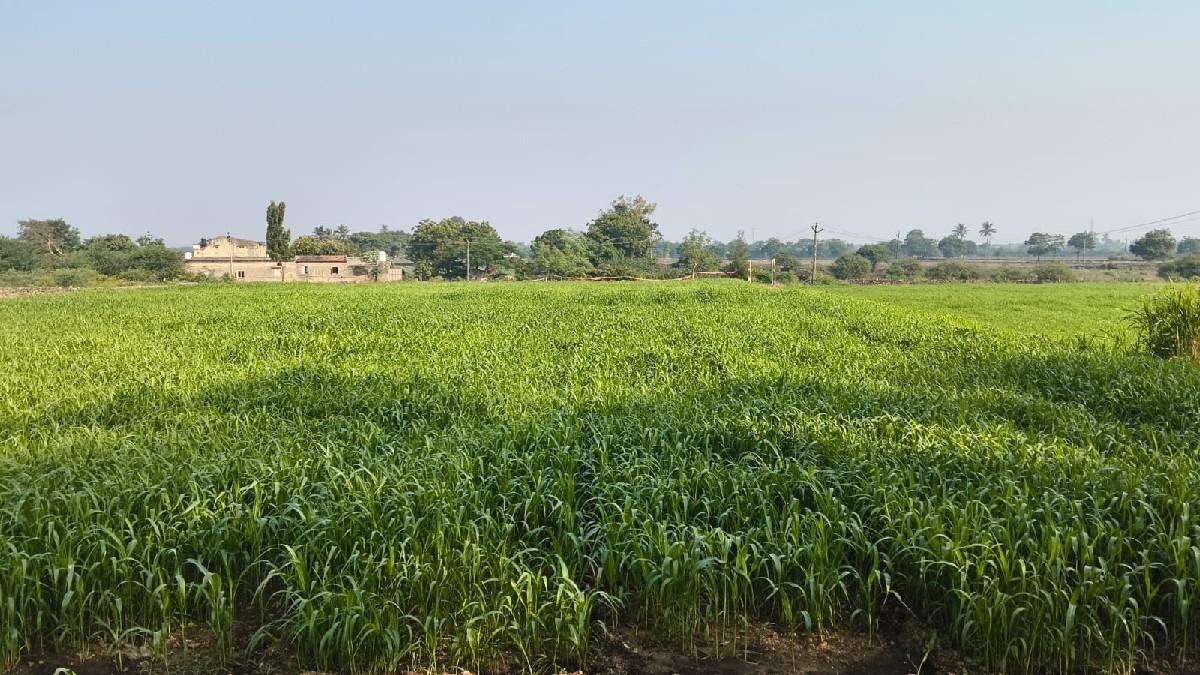 જુવાર 3 વિઘા