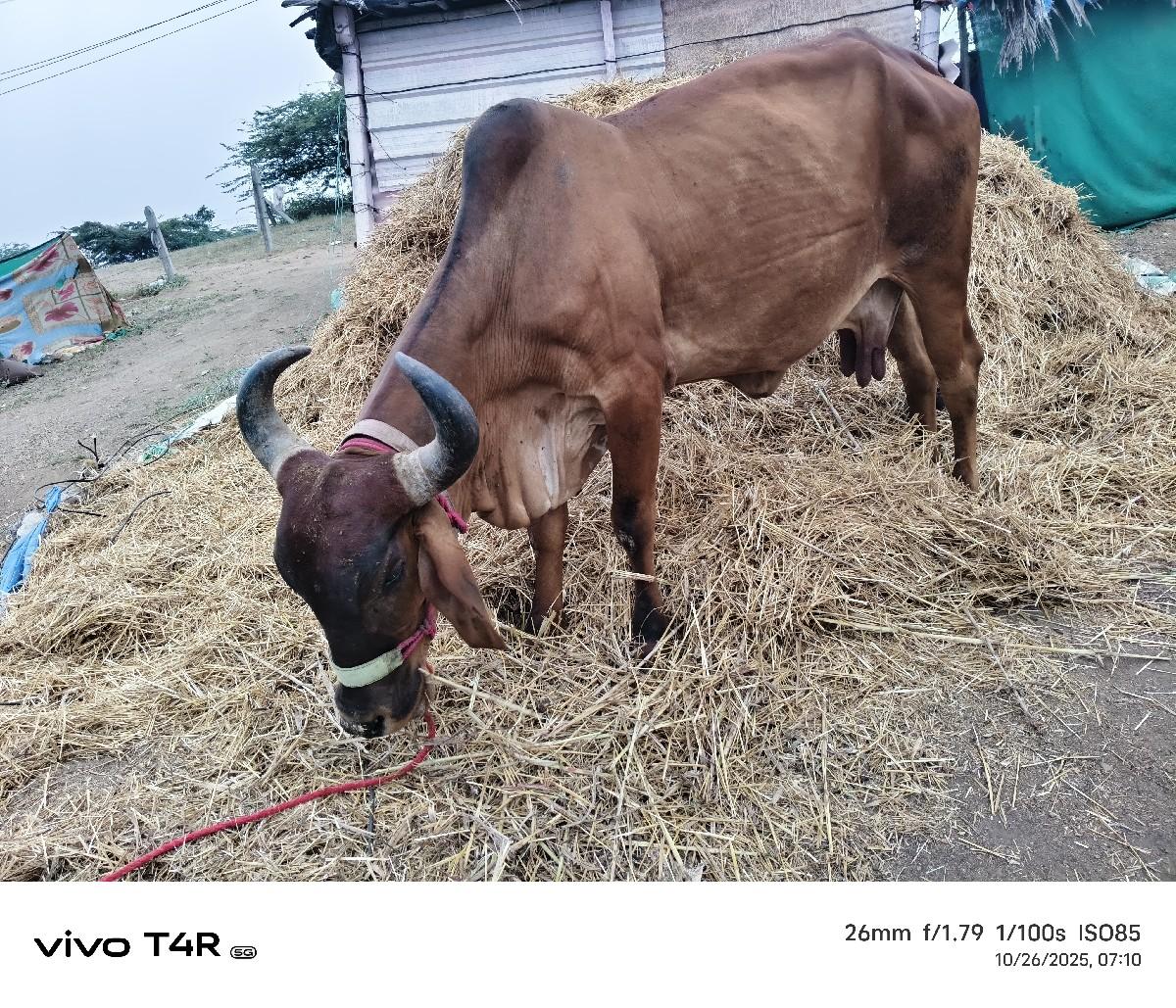 થંબનેલ 3