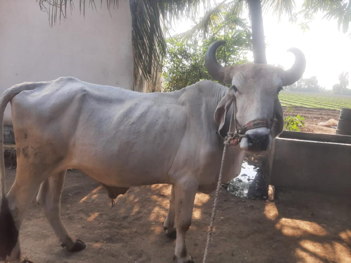 થંબનેલ 3