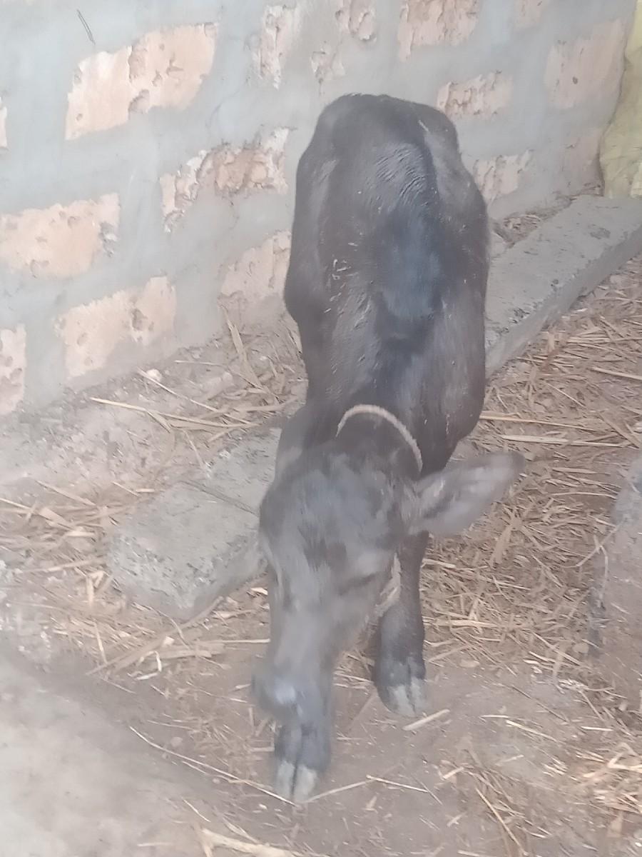 પાડી વેસવાની છે