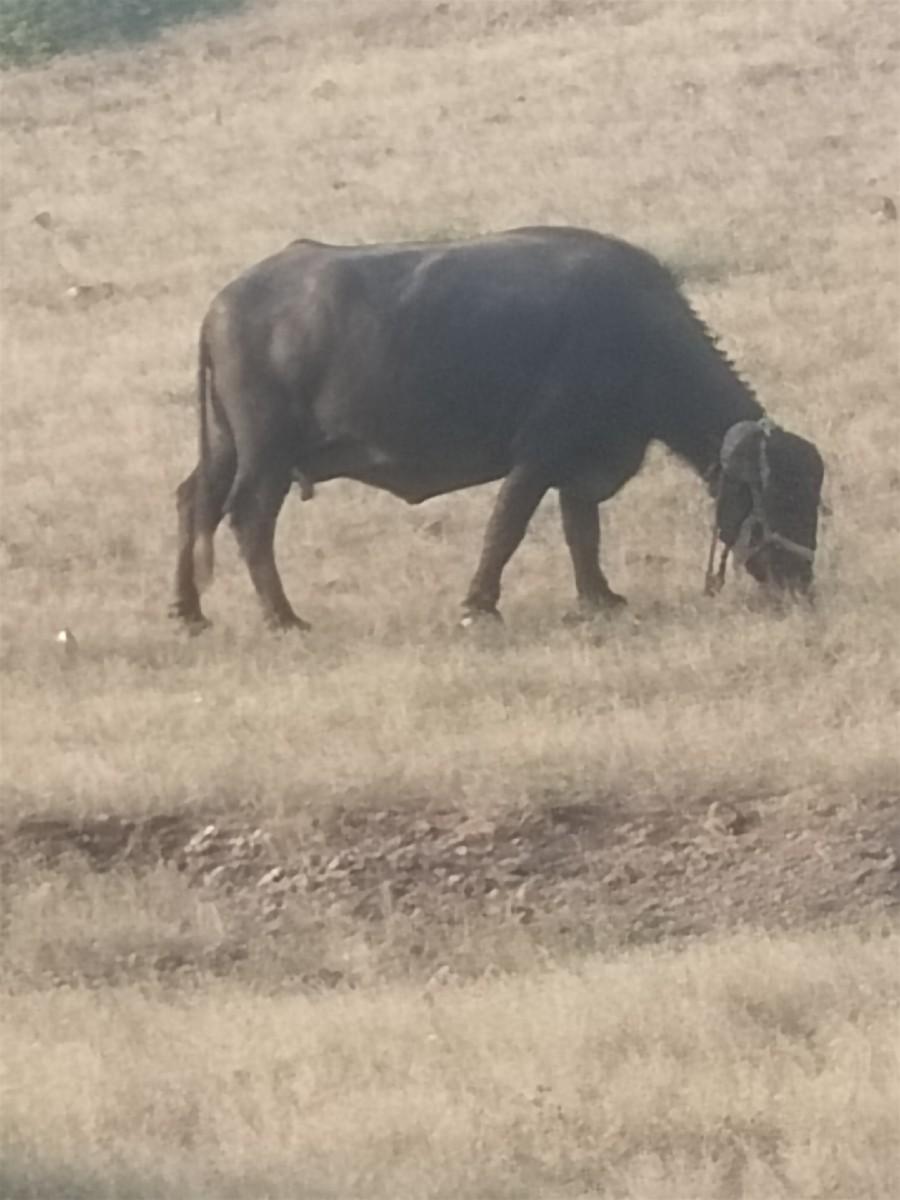 ભેંશ વેચવાની છે