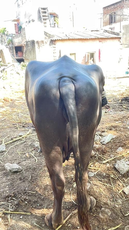 થંબનેલ 2