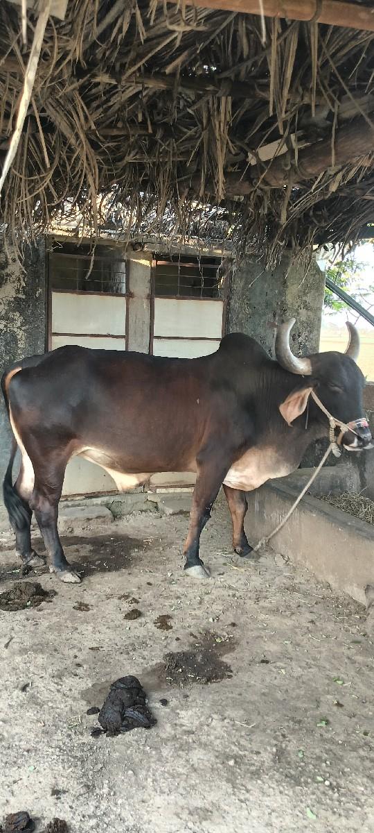 થંબનેલ 3