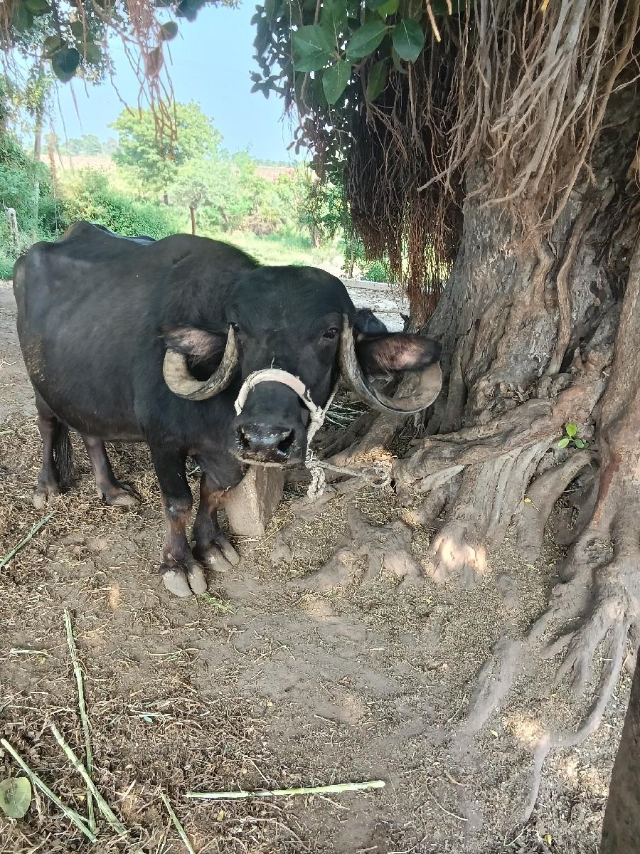 ભેંસ વેચવાની છે