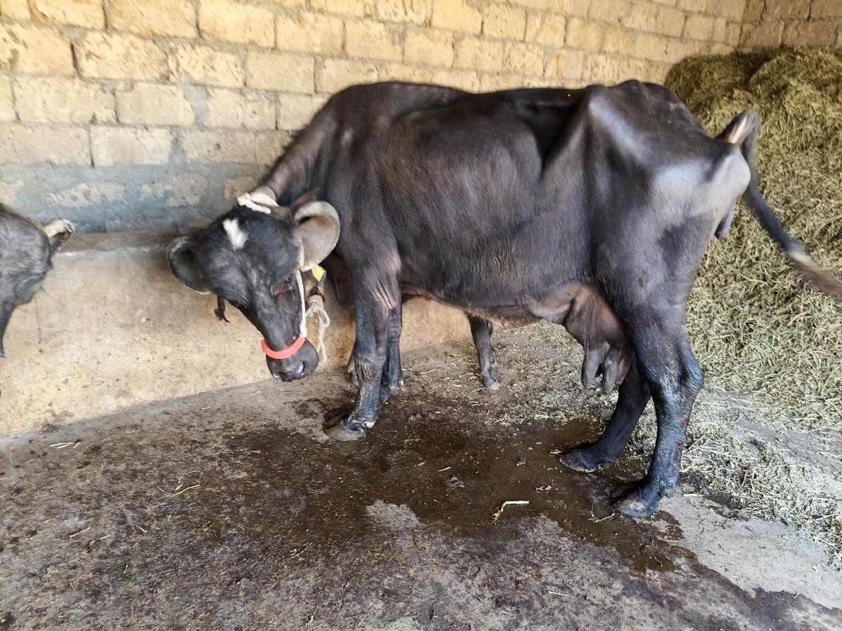 थंबनेल 3