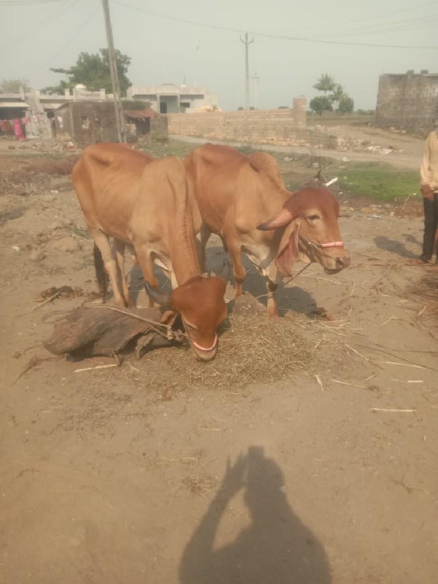 થંબનેલ 3