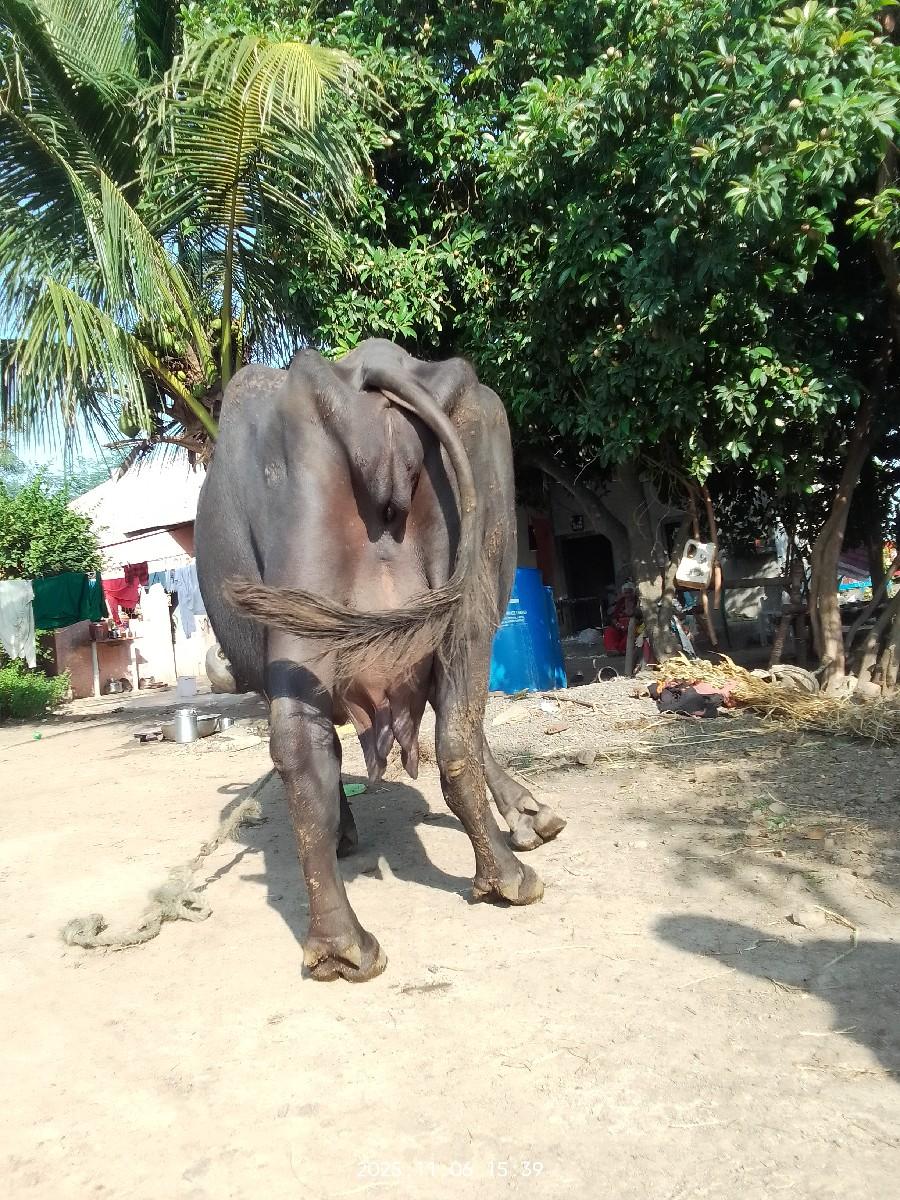 થંબનેલ 2