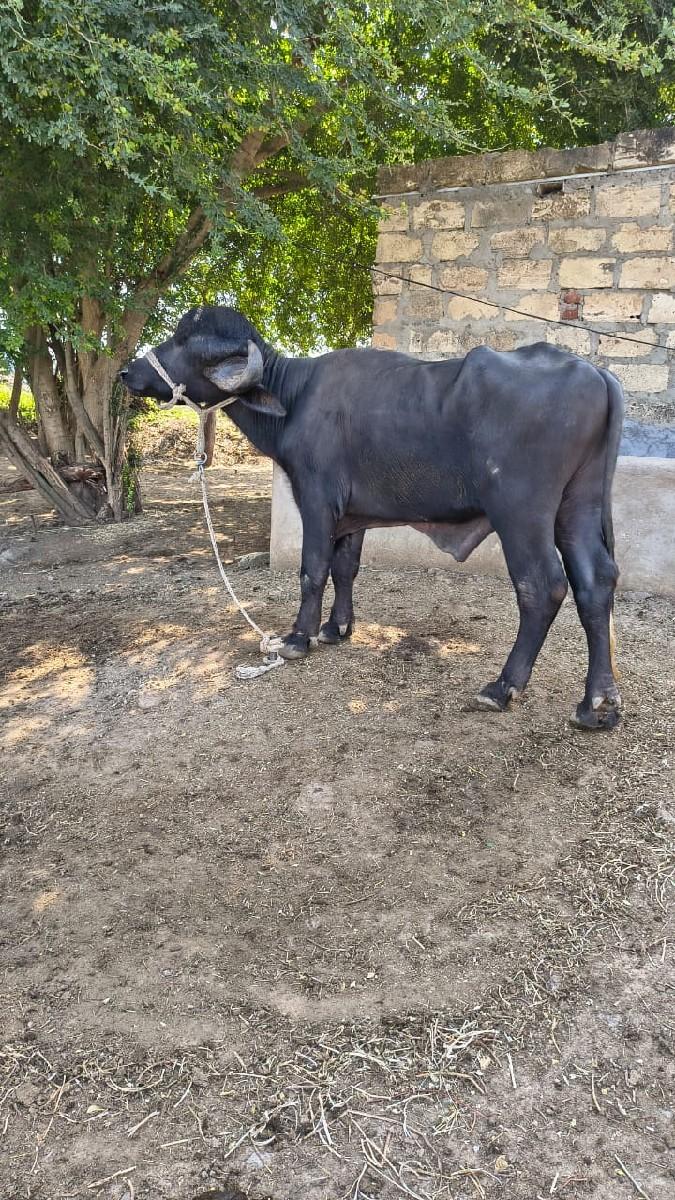 થંબનેલ 3